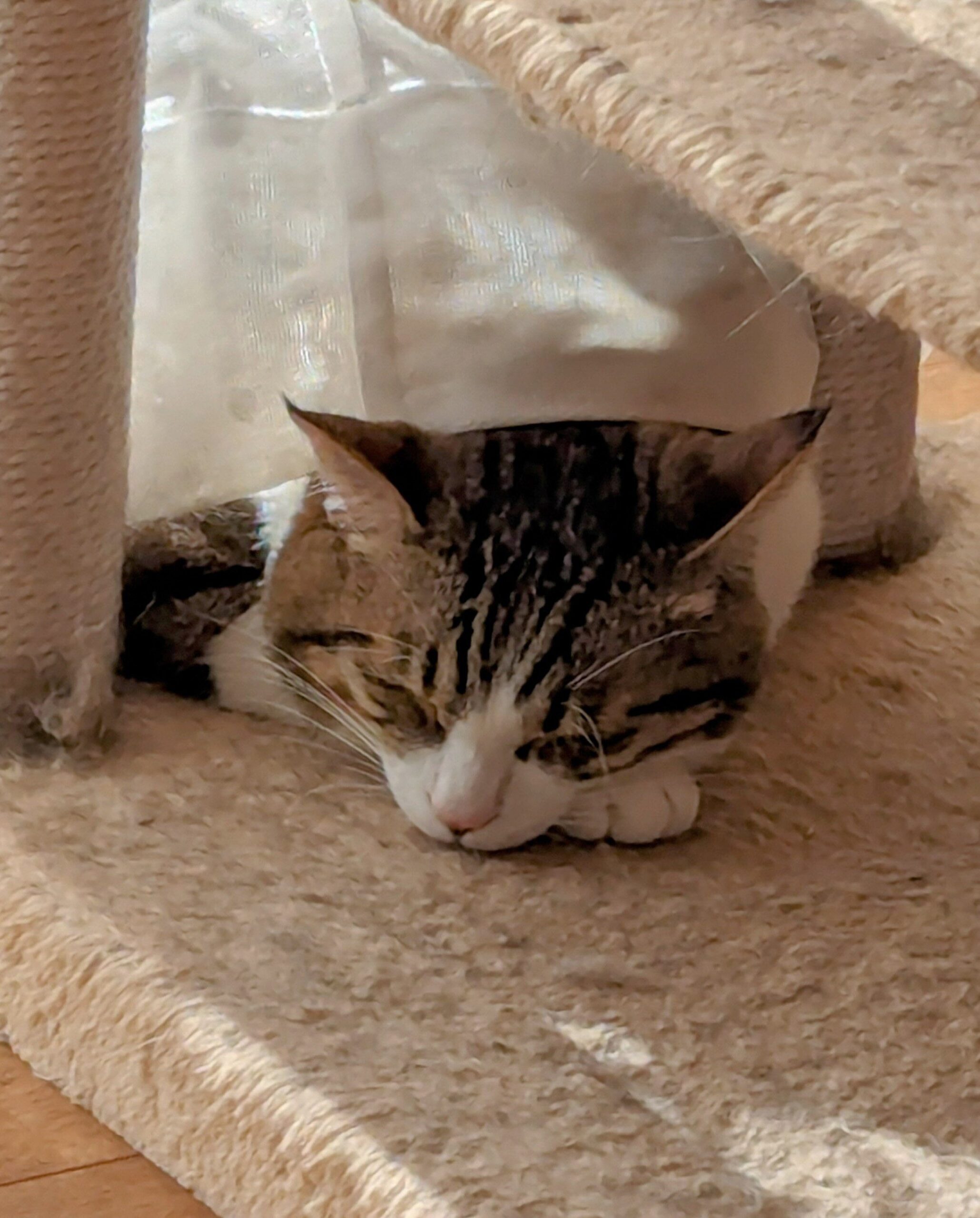 しじみ眠い