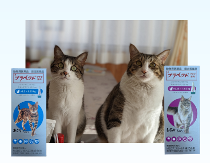 しじみあさり比較2