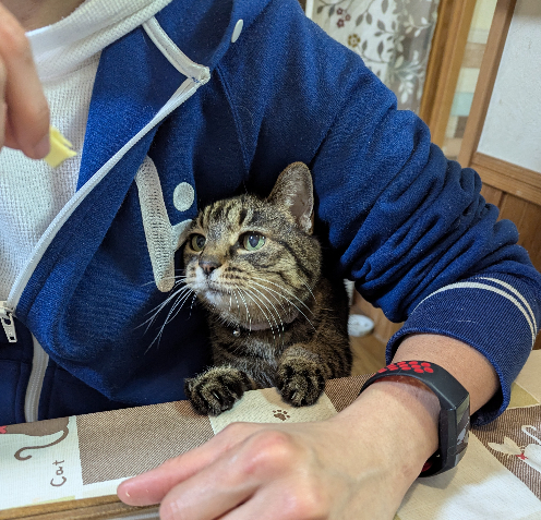 モモチーズ