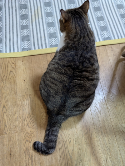 鍵しっぽ